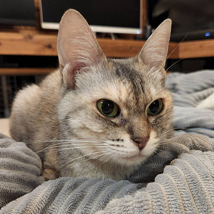 猫専門ペット探偵オリネコ